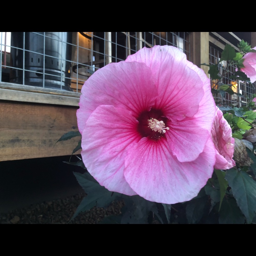 Meet your Posher, Ally